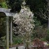 Zuzu Flowering Cherry - Image 3